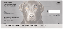 Black Labradors Personal Checks