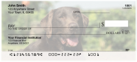 O So Chocolate Labs Personal Checks | DOG-54