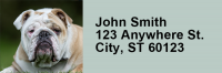 Cute English Bulldog Rectangle Address Labels | LRRDOG-50