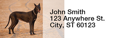 Gigantic Great Danes Rectangle Address Labels | LRRDOG-63